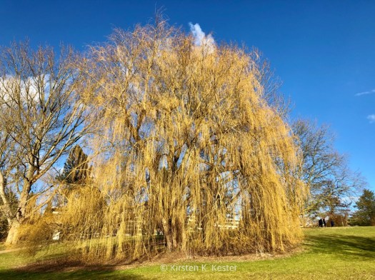 Botanisk Have i Århus @ Kirsten K Kester | MitLivsRejser.com
