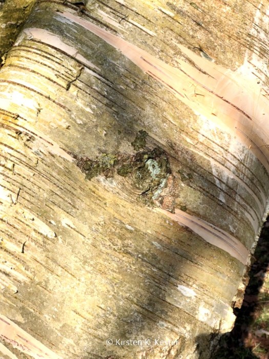 Botanisk Have i Århus @ Kirsten K Kester | MitLivsRejser.com