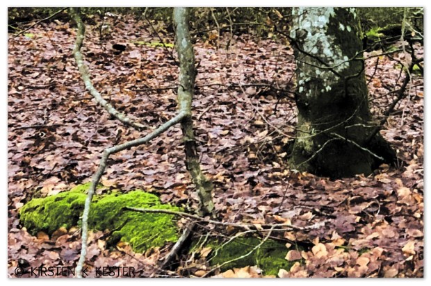 Naturen øser af sine gaver @ Kirsten K Kester | MitLivsRejser.com