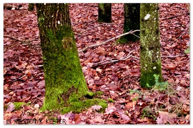 Naturen øser af sine gaver @ Kirsten K Kester | MitLivsRejser.com