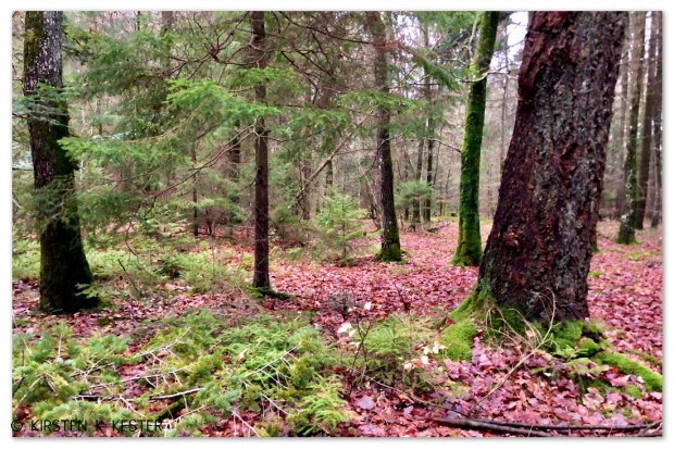 Naturen øser af sine gaver @ Kirsten K Kester | MitLivsRejser.com