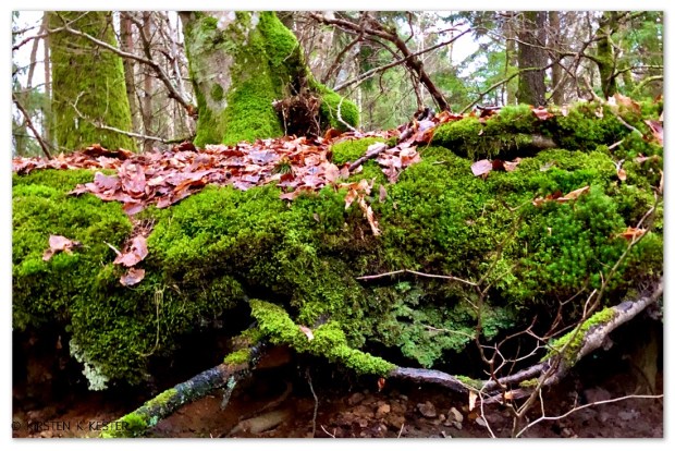 Naturen øser af sine gaver @ Kirsten K Kester | MitLivsRejser.com
