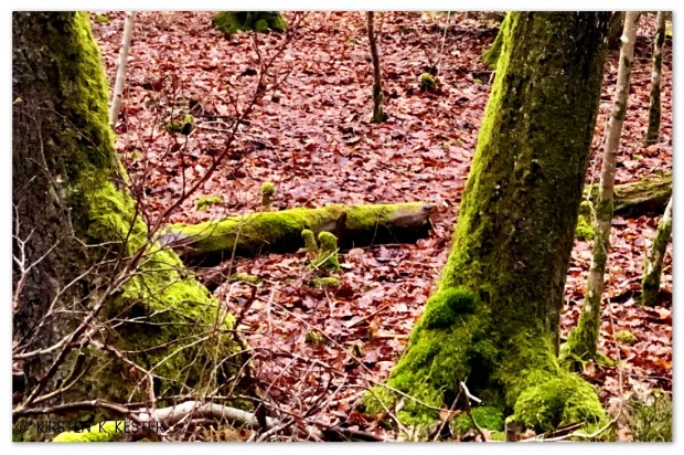 Naturen øser af sine gaver @ Kirsten K Kester | MitLivsRejser.com