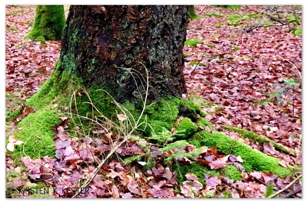 Naturen øser af sine gaver @ Kirsten K Kester | MitLivsRejser.com