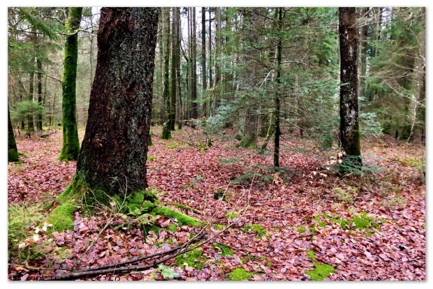 Naturen øser af sine gaver @ Kirsten K Kester | MitLivsRejser.com