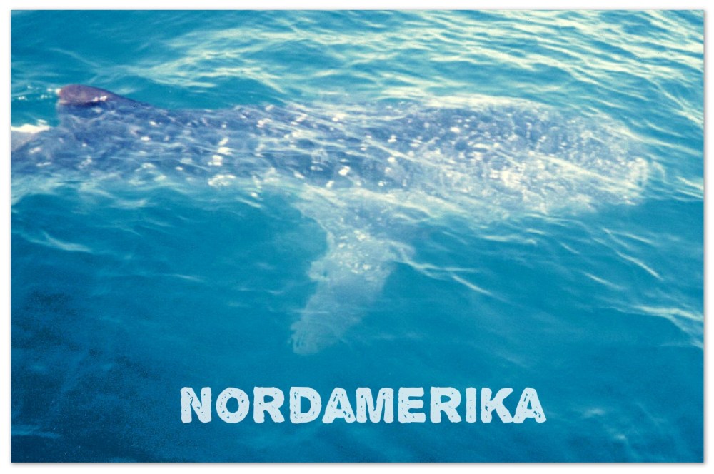 Verdensdel, Nordamerika @ Kirsten K Kester | LivetsRejser.com