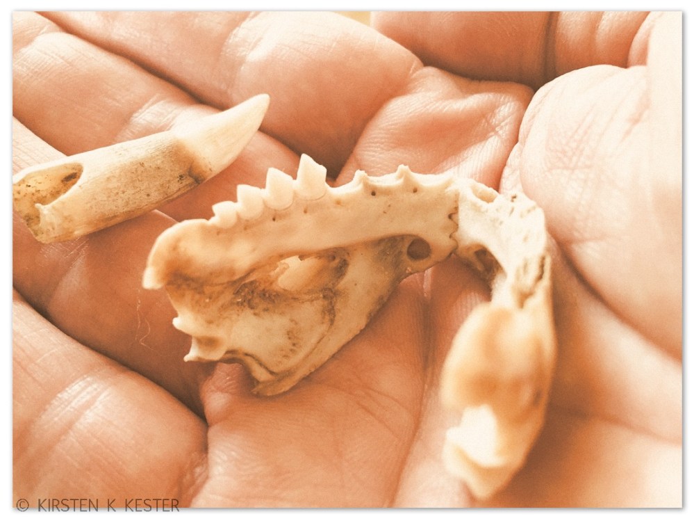 Tand fra kaiman v. Lyden af kattekilling på krog @ Kirsten K Kester | MitLivsRejser.com